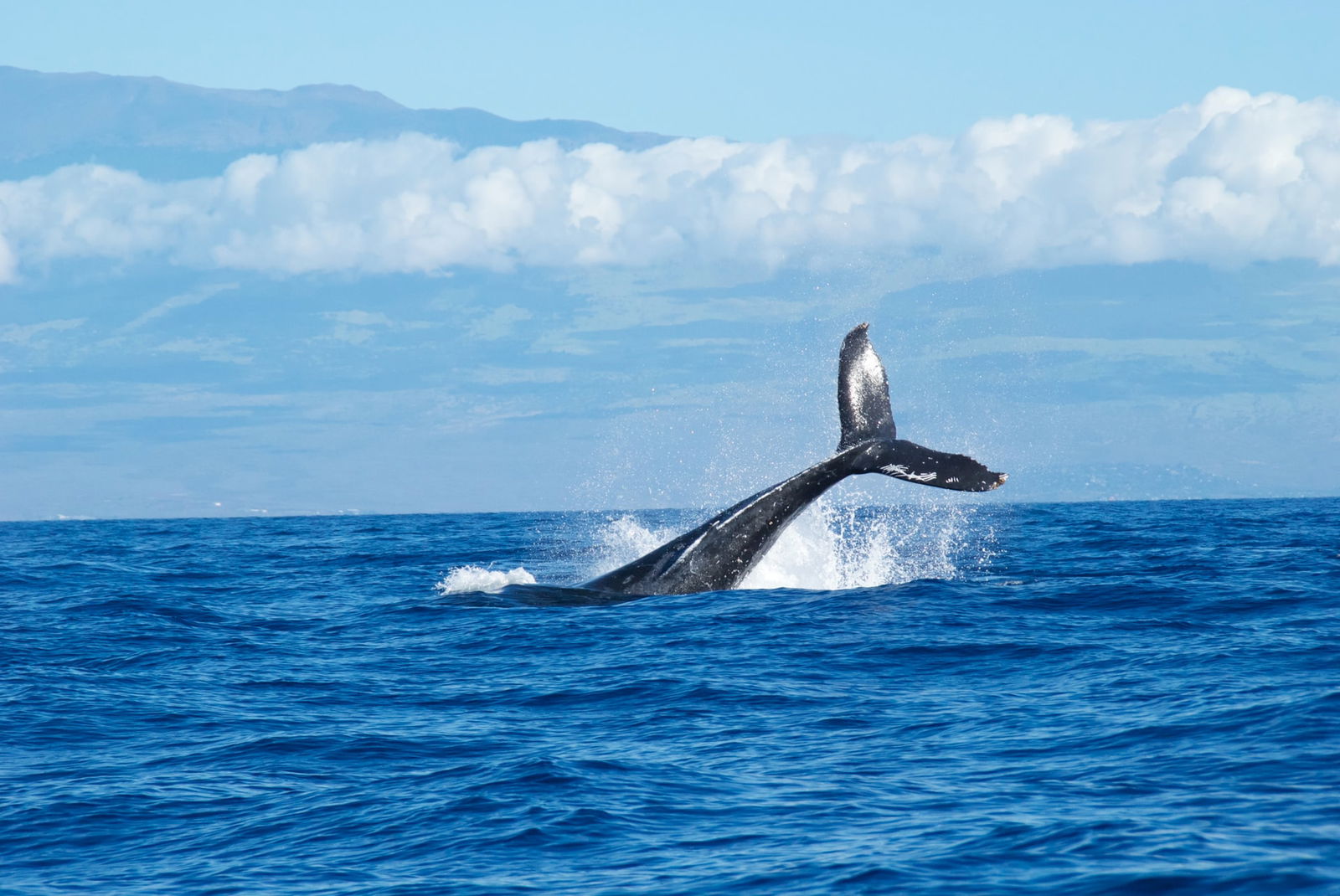 ballena franca